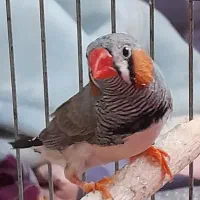 فنچ نژاد دار ، زبرا نره بالغ سره حال بدون قفس