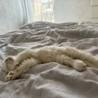 فروش گربه اسکاتیش نر ۲ ماهه و نیمه
