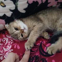 گربه اسکاتیش گلد طلای