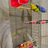 پرنده همراه با بچه