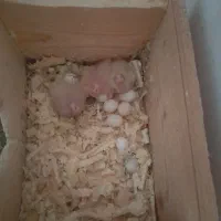 عروس هلندی|پرنده|لاهیجان, انقلاب|دیوار