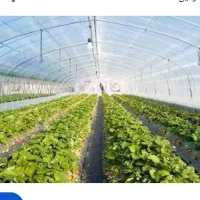 گلخانه مشارکتی خیار گوجه توت فرنگی گل رز