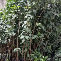 فروش گل و گیاه|عمده‌فروشی|کلاچای, |دیوار