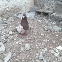 نر دوساله تبریزی خوشکل