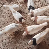 فروش تعدادی کبوتر طوقی