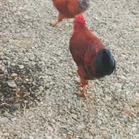 خروس معاوضه با مرغ