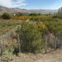 باغ روستای باباریز