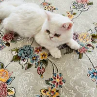 گربه پرشین اصل