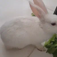 خرگوش نر سفیدو چشم قرمز،باهوش|موش و خرگوش|مشهد, چهارچشمه|دیوار