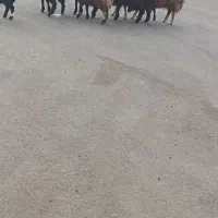 بره فروشی