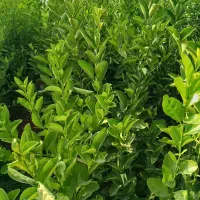 نهال مرکبات تضمینی با کیفیت قیمت مناسب|گل و گیاه طبیعی|بم, |دیوار