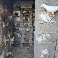 یه دسته ۲۲ تایی  نر پلاکی با ندیده