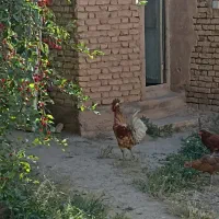 خروس محلی