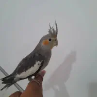 عروس هلندی نر‌..|پرنده|شیراز, گل سرخ|دیوار