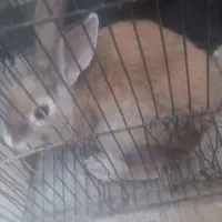 خرگوش خونگی جفت