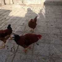 خروس جوون امسالی