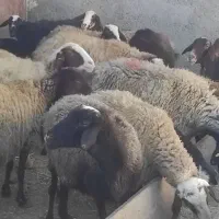 میش بره|حیوانات مزرعه|خنداب, |دیوار