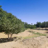فروش باغ گردو و بادام وانگور در روستای سیمین زاغه|فروش زمین و ملک کلنگی|بهار, |دیوار
