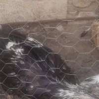 فروش اردک لال رشتی