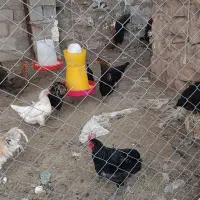 تخم مرغ محلی گلین قاطی