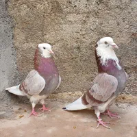 کفتر پرشی درجه یک