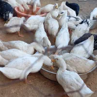 اردک محلی موجود 10الی15عدد|حیوانات مزرعه|حویق, |دیوار