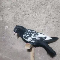 کبو.تر|حیوانات|قوچان, |دیوار