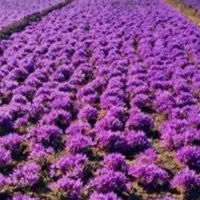 زمین زعفران داری بیخبری از معجزه