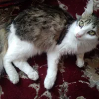 بچه گربه ۵ماهه سالم ماده