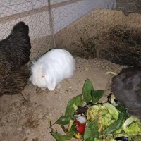 خرگوش لوپ|موش و خرگوش|خواف, |دیوار