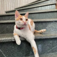 گربه نر ۱ ساله واکسن زده و عقیم شده