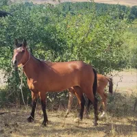 اسب مادیون با کره