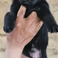 سگ ژرمن بلک