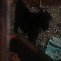 فروش دو عدد کهره نر پازنی