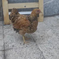 ویاندوت بوف|حیوانات مزرعه|مشهد, ویلاشهر|دیوار