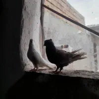 کفتر|پرنده|کردکوی, |دیوار