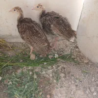 دو عدد بوقلمون