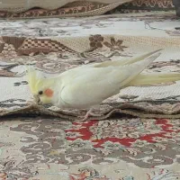 عروس هلندی ماده لوتینیو ماده نیمه رام گاز نمیگیره