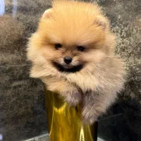 توله سگ پامر پامرانین خرسی عروسکی فنجونی ۷۳ روز