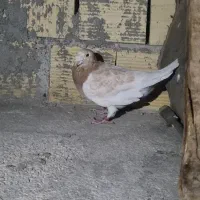 هلی زرد پلاکی