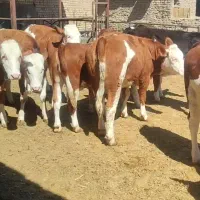 گوساله ماده سیمینتال پای کل
