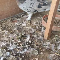 کبوتر|پرنده|مشکیندشت, |دیوار