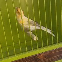 قناری|پرنده|کرج, دولت‌آباد|دیوار