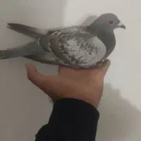 طاووسی ماده