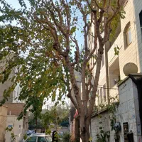 هرس درخت حرفه ای و تمیز|خدمات باغبانی و درختکاری|تهران, الهیه|دیوار