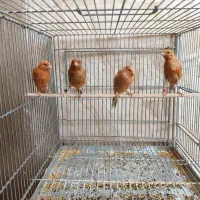 ۴عدد جوجه قناری شتری سرخ