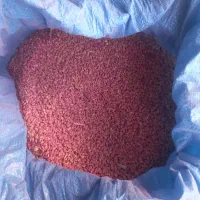 گندم آبی پیشگام|عمده‌فروشی|بروجرد, |دیوار