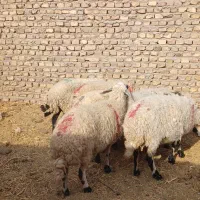 میش|حیوانات مزرعه|رفسنجان, |دیوار