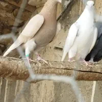 کبوتر|پرنده|ملایر, |دیوار