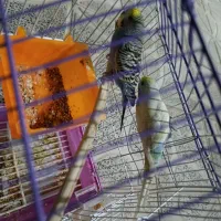 مرغ عشق|پرنده|تربت جام, جامرود|دیوار